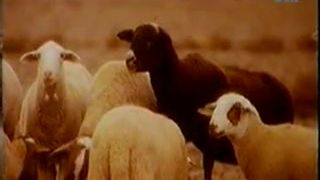 The KLF - What Time Is Love
