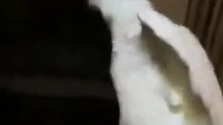 Tancujúci papagáj II.