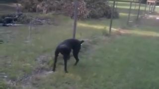 Boxer ocikal elektrický plot