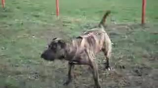 Presa Canario