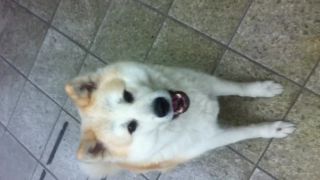 Zavýjajúca Akita Inu