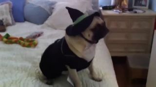 Mopsík a jeho kostýmy