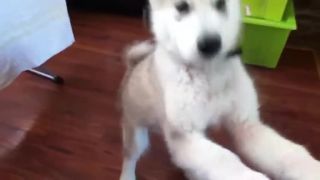 Roztomilé šteniatko malamuta/husky robiť triky : - )