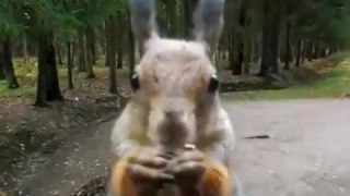Veverička veľmi hladná