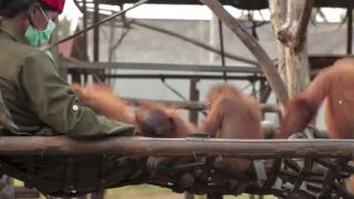 Baby Orangutan