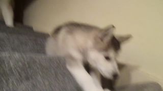 Roztomilé šteniatká malamuta/husky ktoré sú trošku tvrdohl