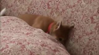 10 týždňové Shiba inu šteniatko :) 