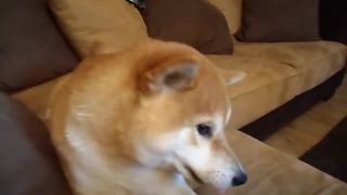 Nahnevaný psík Shiba Inu asi chcel ísť na notebook