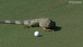 Leguán si chcel zahrať golf