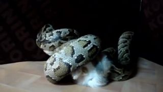 Python vs Zajac