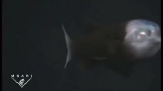 Macropinna microstoma