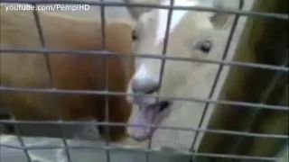 Miley Cyrus - Wrecking Ball (Goat Remix)