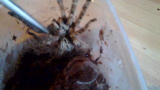 Poecilotheria Striata