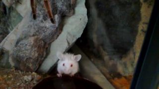 Grammostola Rosea red VS myška