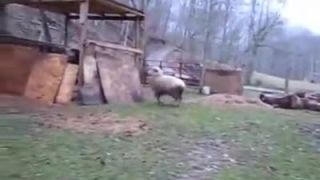 Malá naháňačka na farme