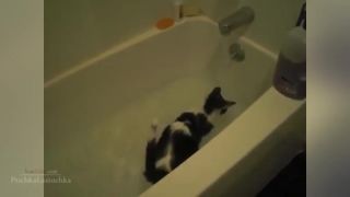 Funny Cats Compilation