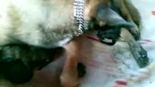 Belgický ovčiak malinois :)šteniatka : - )