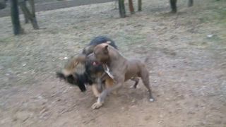Americky staffordshire terrier vs Nemecky ovciak