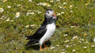 Alka Bielobradá (Fratercula arctica)