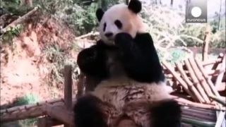 Panda pozerá Markízu
