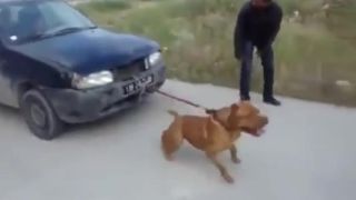 Zvieracia odťahovka - pit bull vs. auto