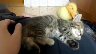 Mačiatko a kačička