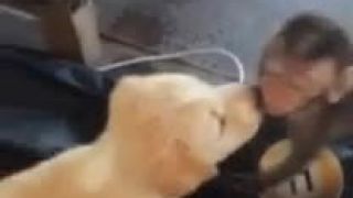 Opička so psíkom