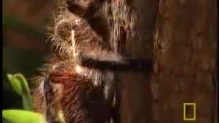 Tarantula