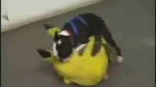 Psík vs. Pikachu