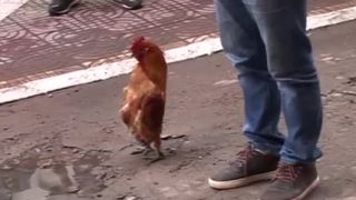 Kohut chodí vzpriamene