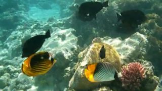 Egypt - Marsa Alam