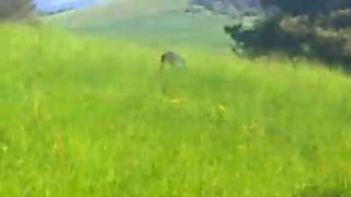 DUM BUM a horľavina