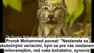Kytica kvetov - Tradície Ahl al - Bayt (3)