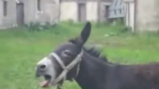 Oslík metalista