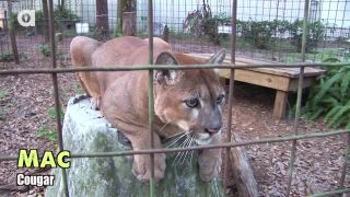 Hovoriaca puma