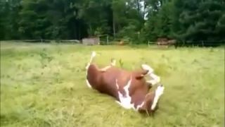 Turbo kôň
