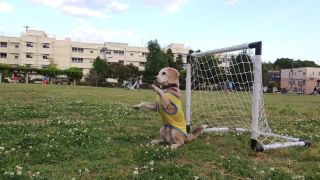 Bígel je pripravený na MS vo futbale