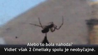 Čmeliak bojuje o život