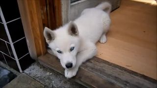 Biely husky