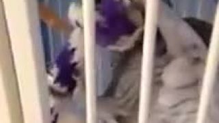 Hovoriaci papagáj Bela