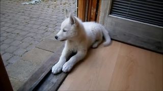 Biely husky 2