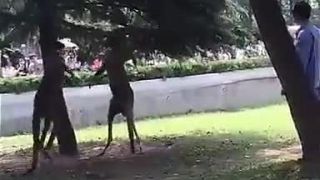Klokani trénujú