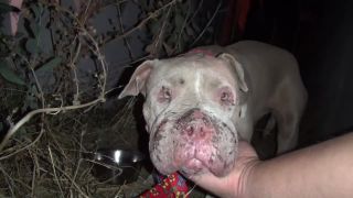 Záchrana týraného pitbulla menom Cadence