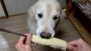 Zlatý retriever vegetarián