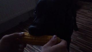 Aj MAX je vegetarián ...