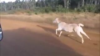 Capko Gary