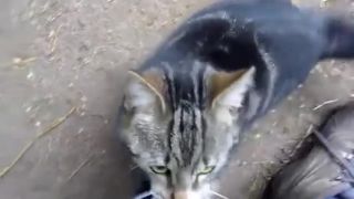 Mačka a a