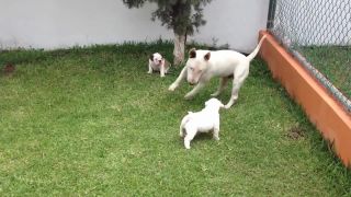 Bulteriér si adoptoval buldogov