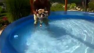 Bulldog - korytnačka :)