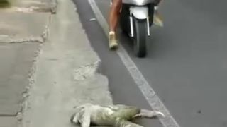 Záchrana lenochoda